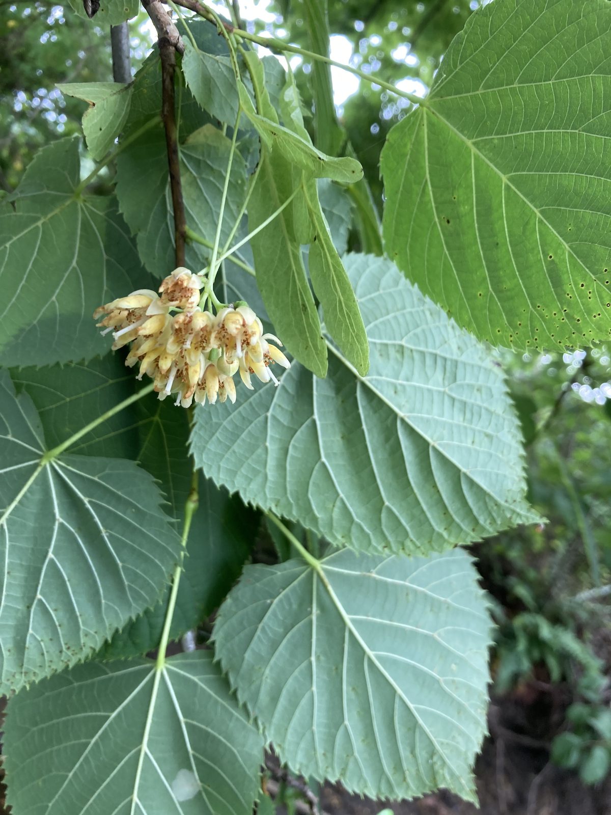 American Basswood
