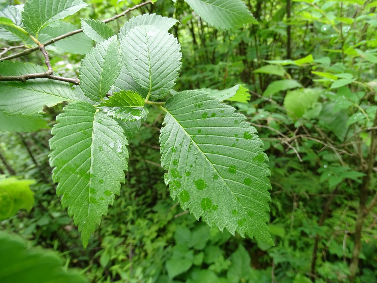 American Elm