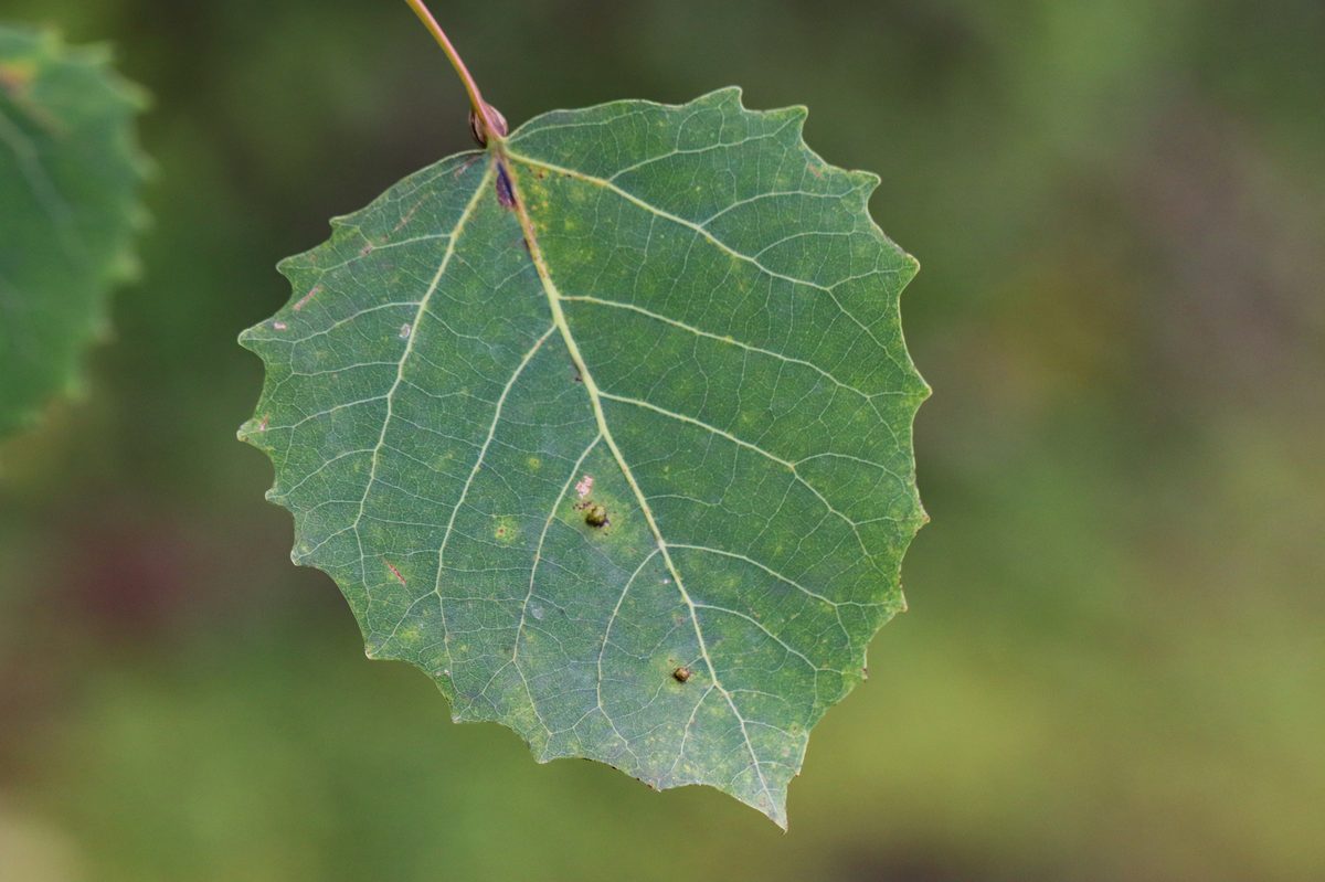 Bigtooth Aspen