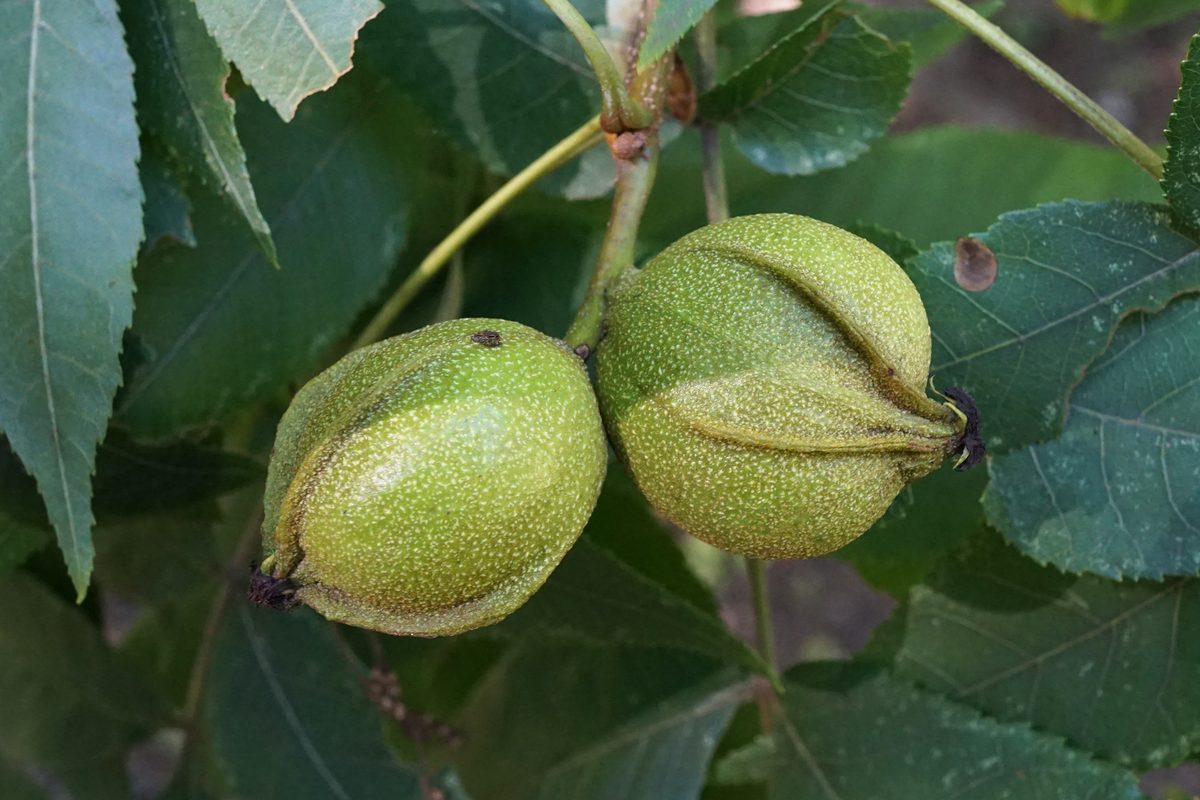 Bitternut Hickory