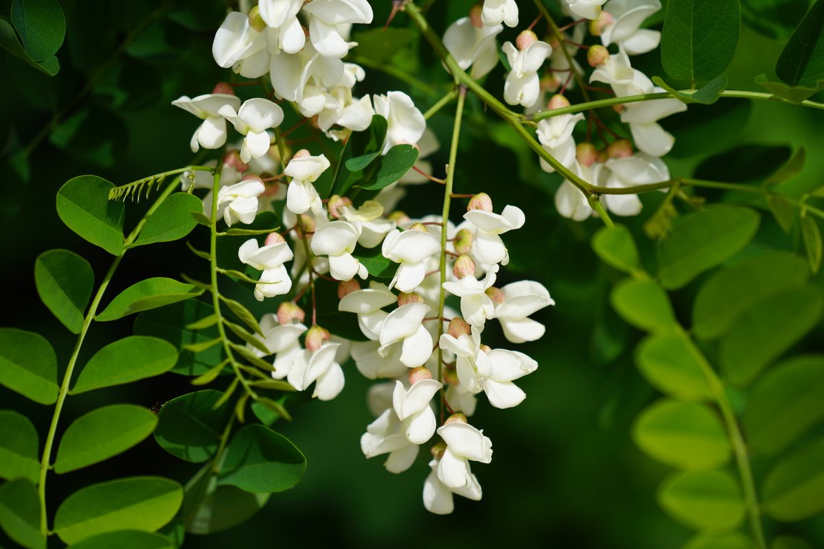 Black Locust