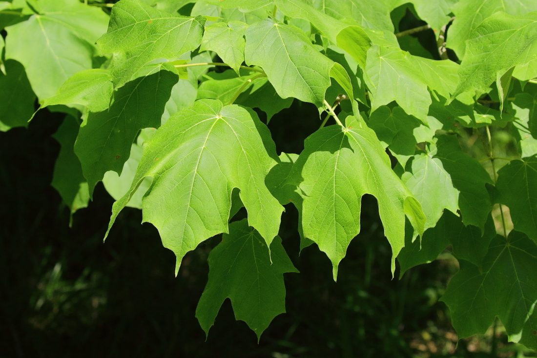 Black Maple