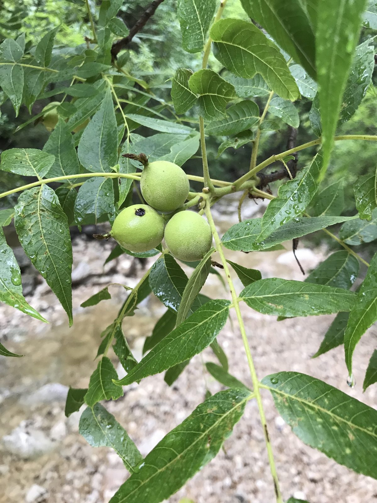 Black Walnut