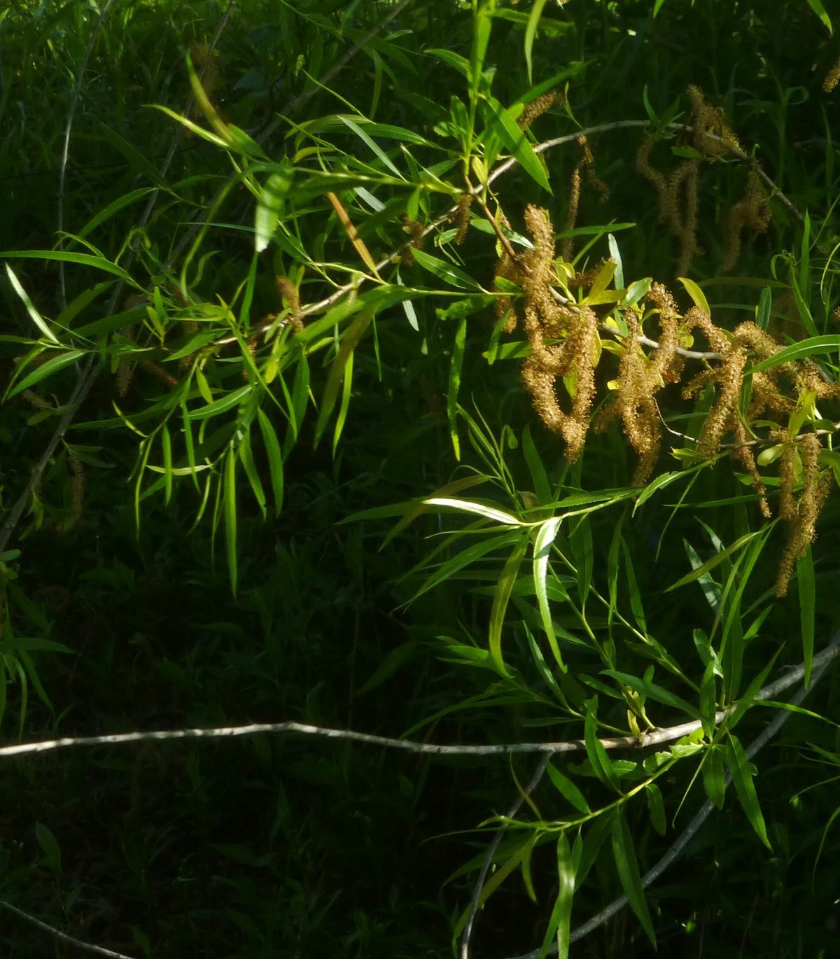 Black Willow