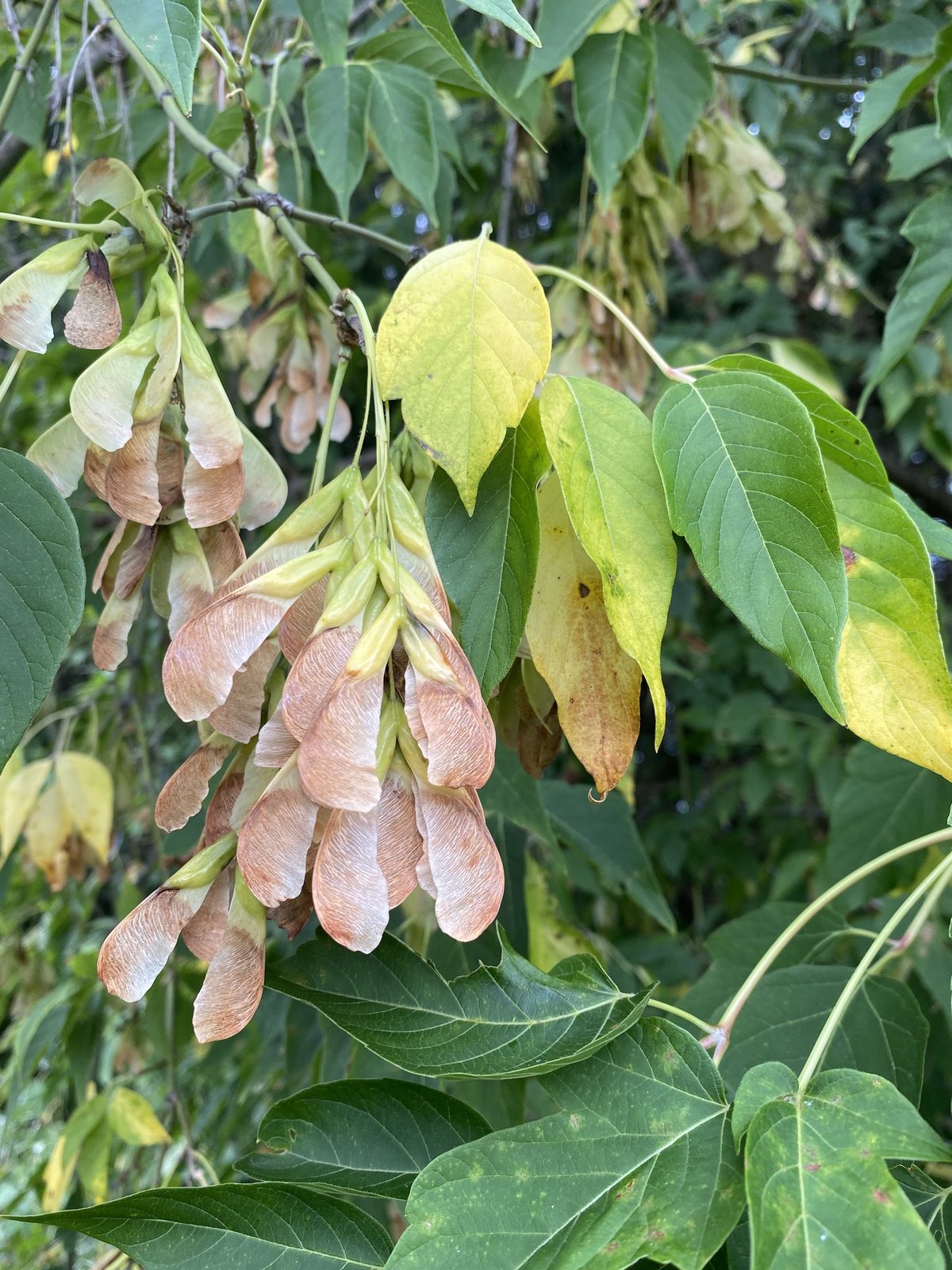 Box Elder