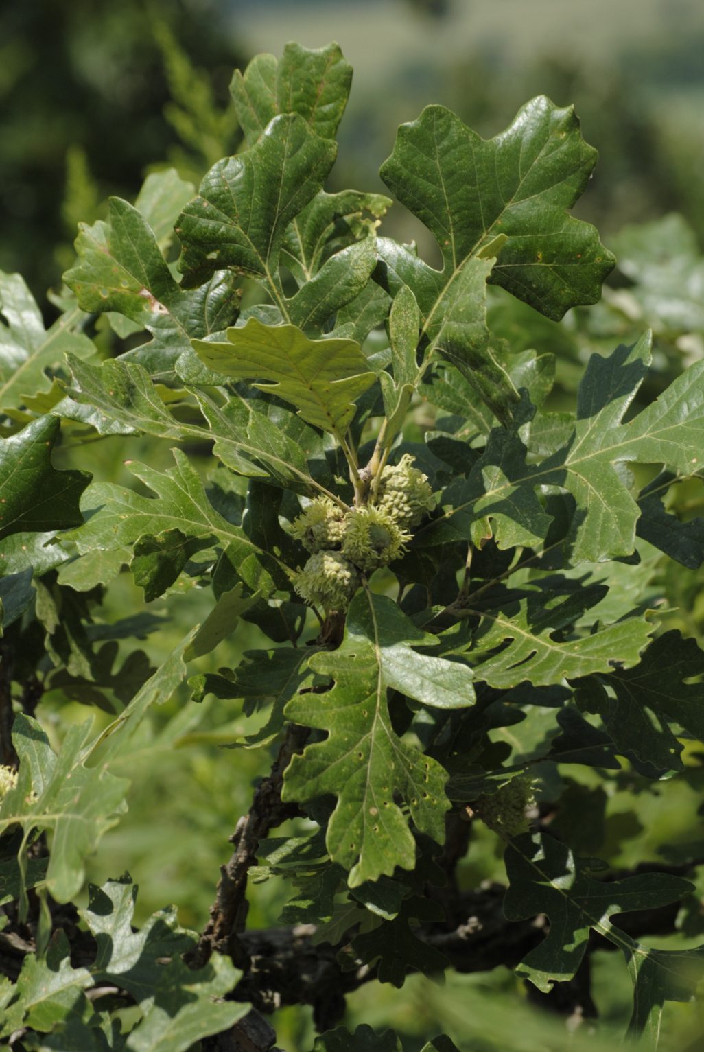 Bur Oak