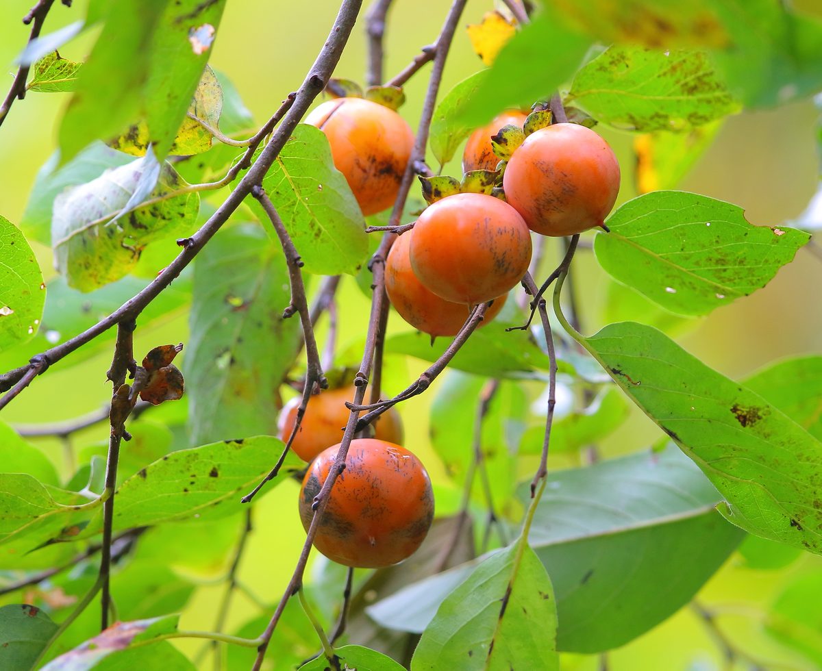 Common Persimmon
