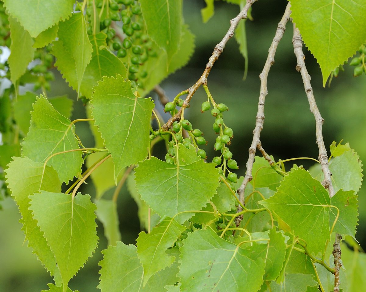 Cottonwood