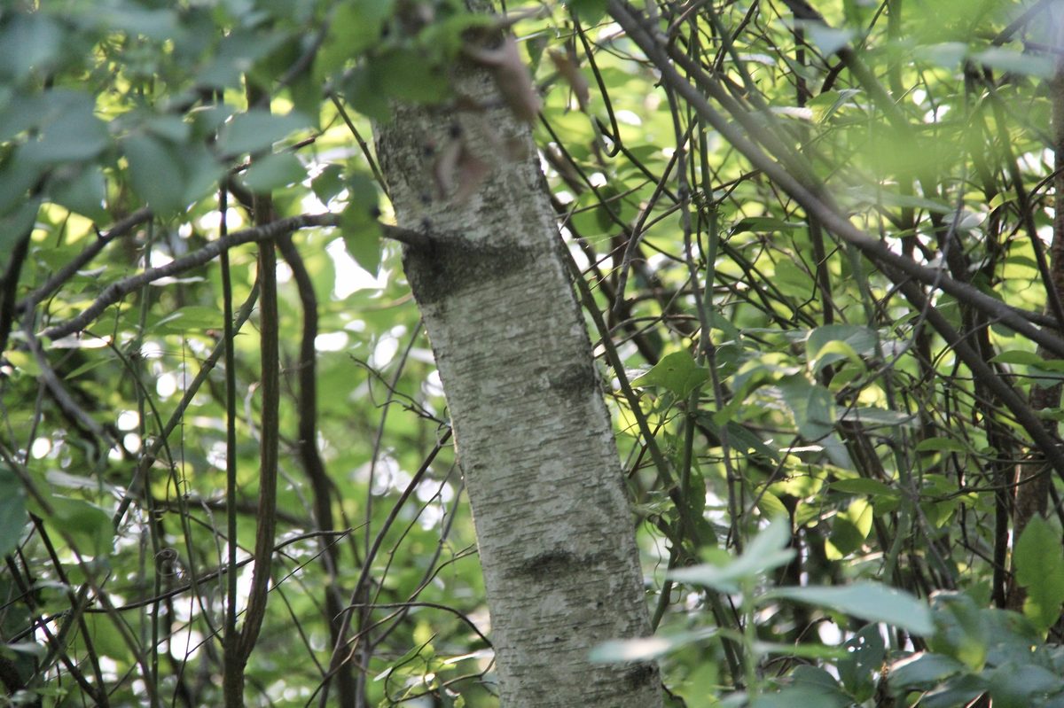 Gray Birch