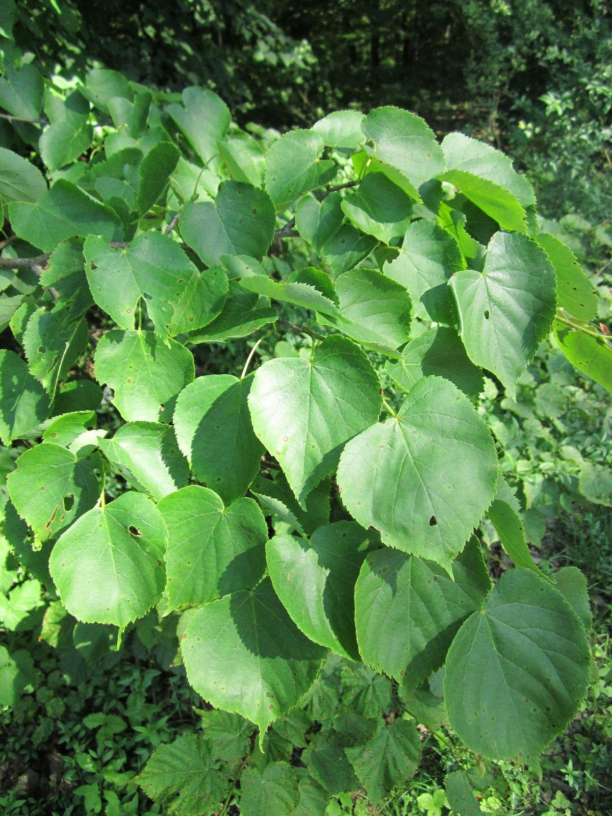 Little Leaf Linden
