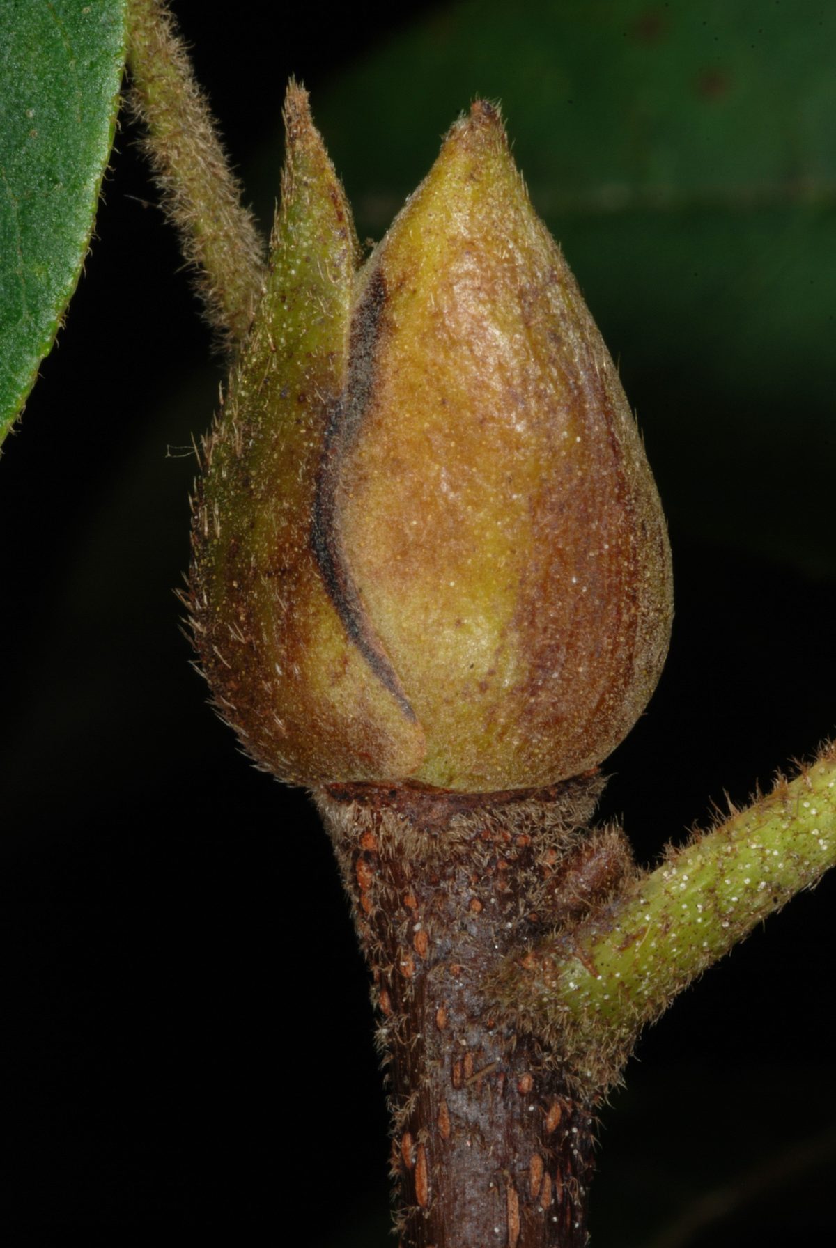 Mockernut Hickory