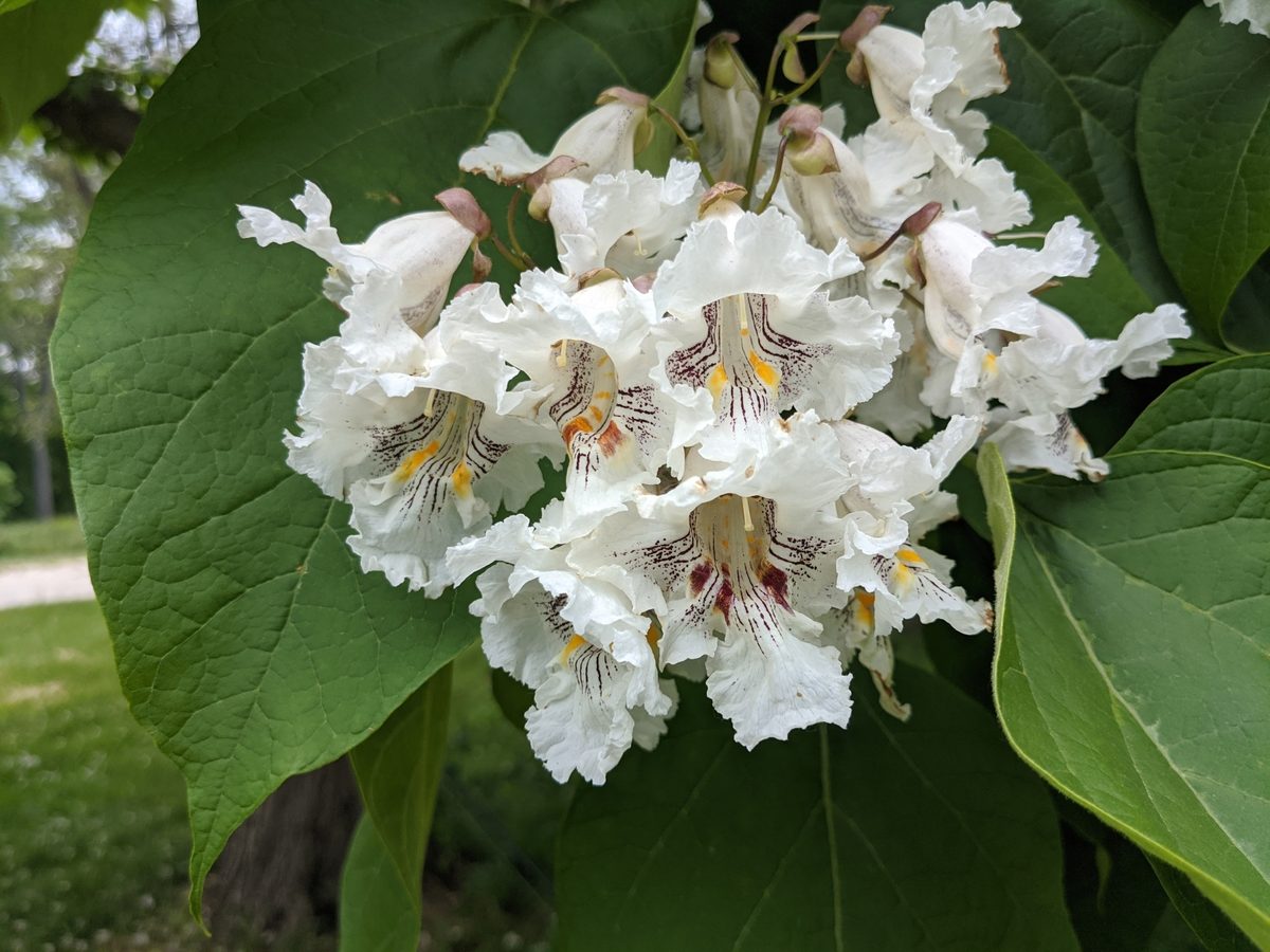 Northern Catalpa