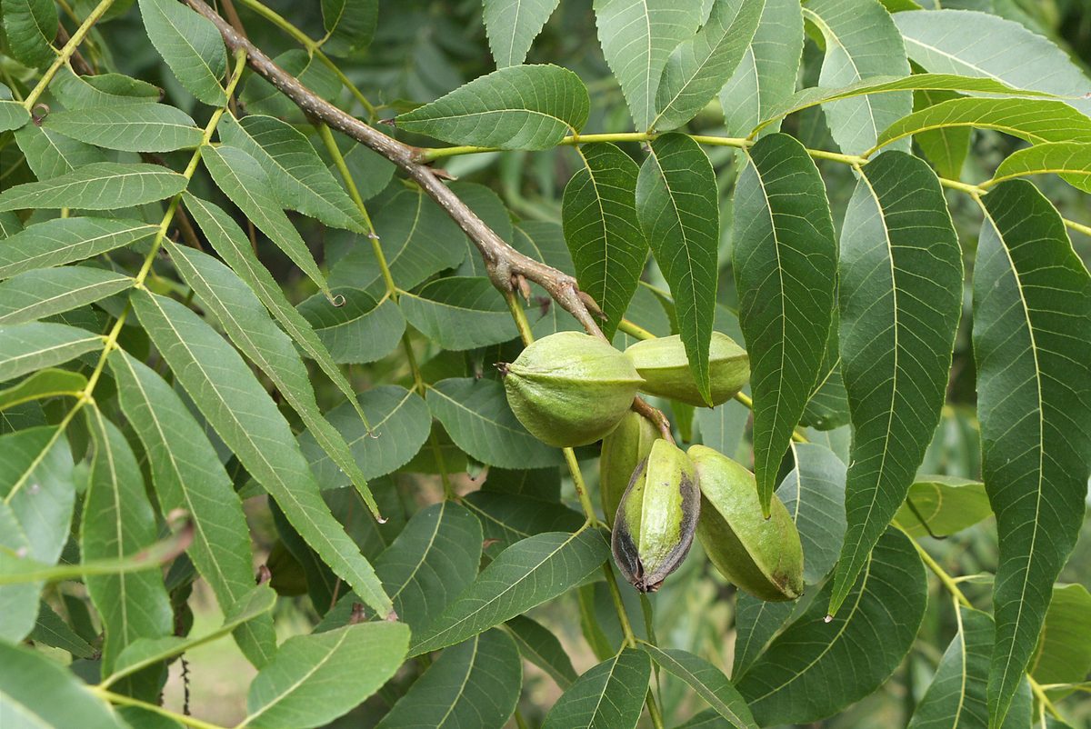 Northern Pecan