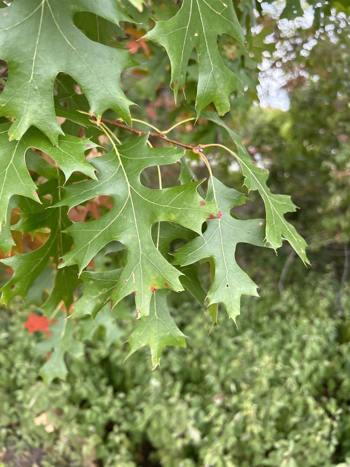 Northern Pin Oak