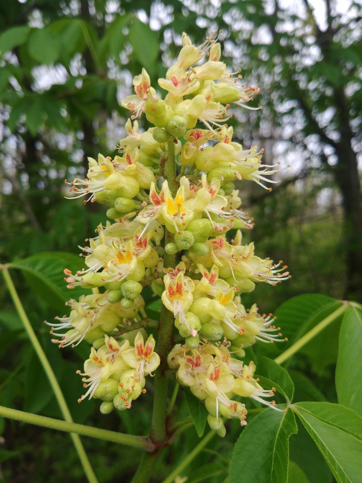 Ohio Buckeye