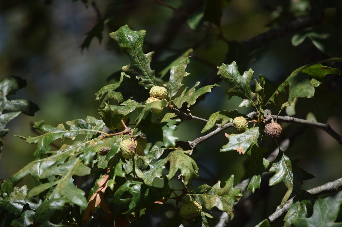 Overcup Oak