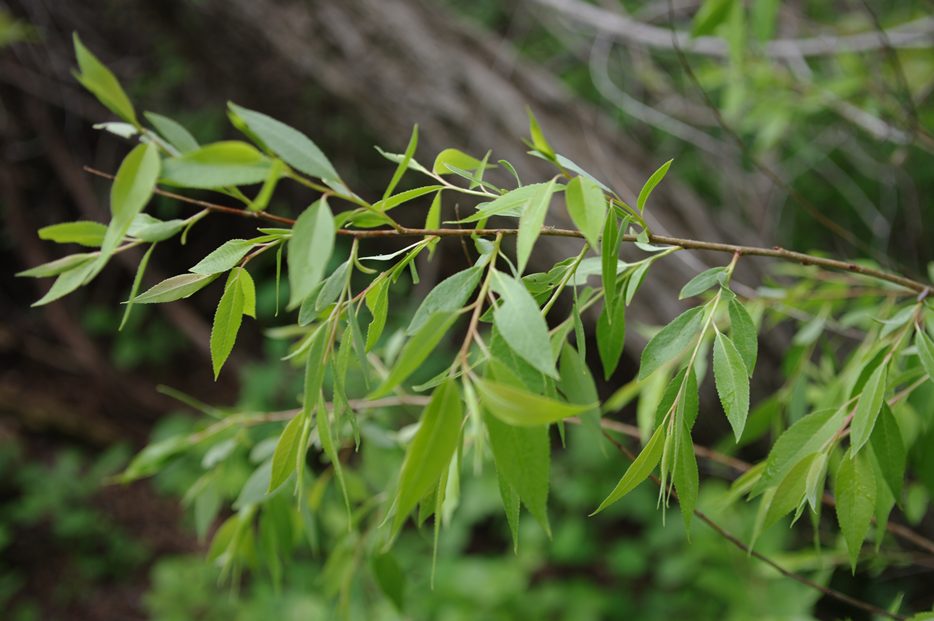 Peachleaf Willow