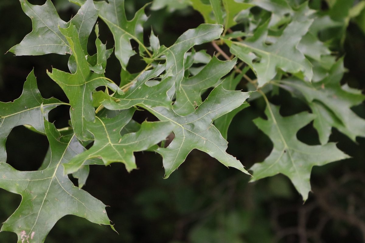 Pin Oak