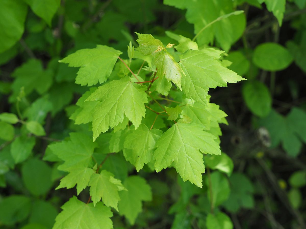 Red Maple