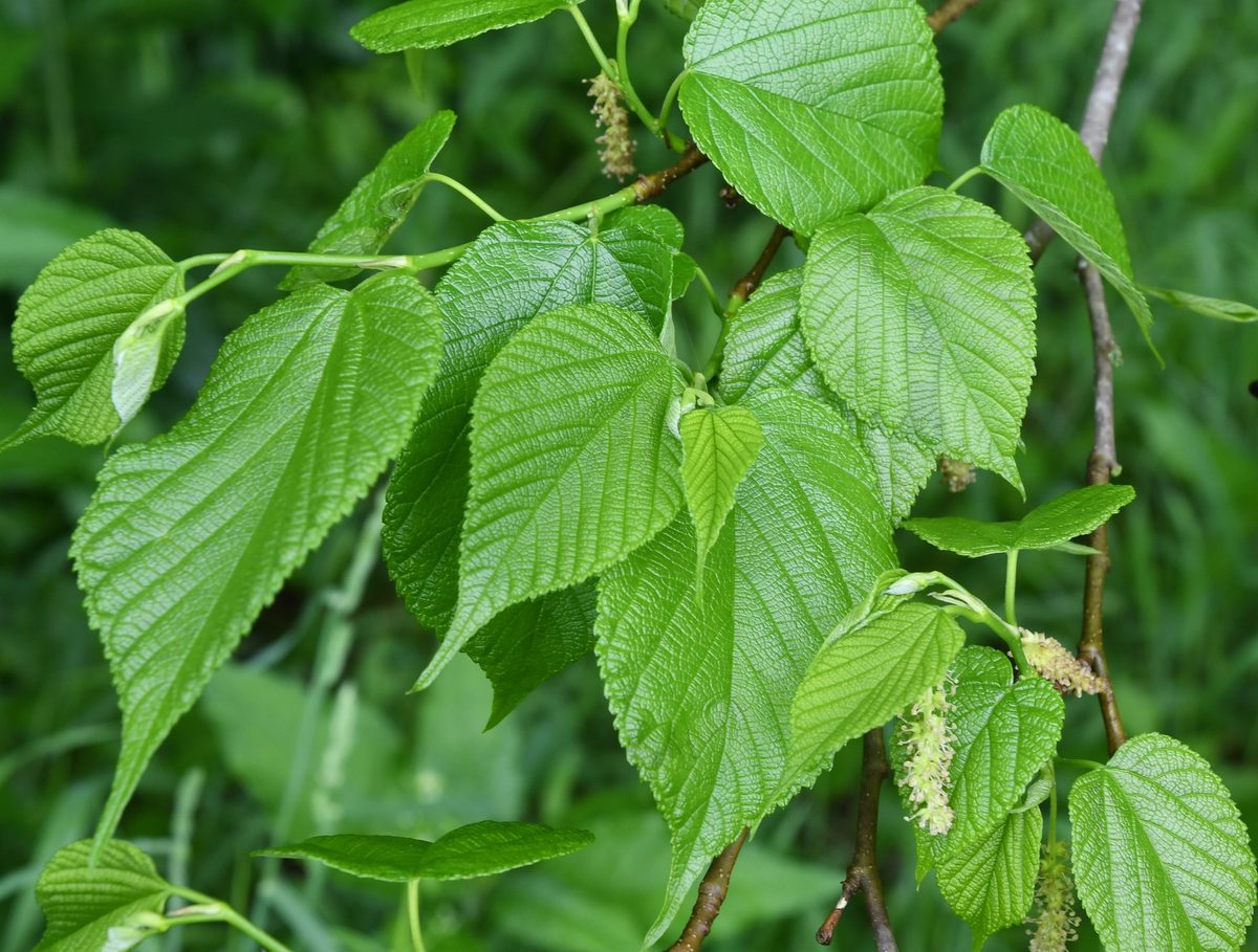 Red Mulberry