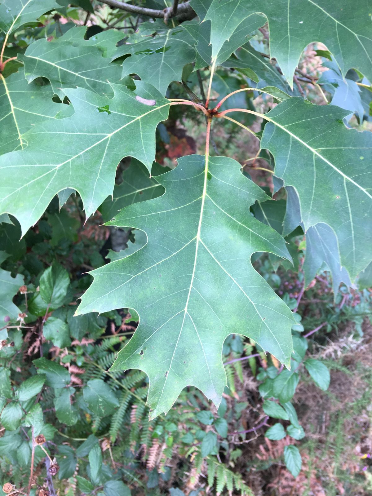 Red Oak