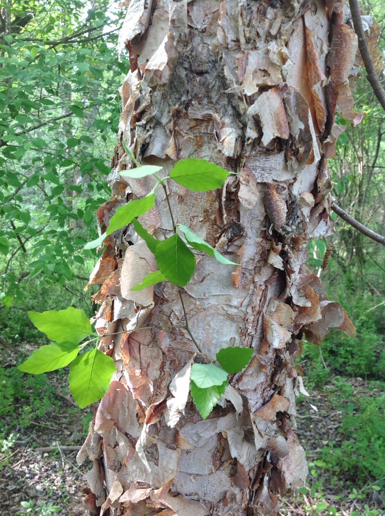 River Birch