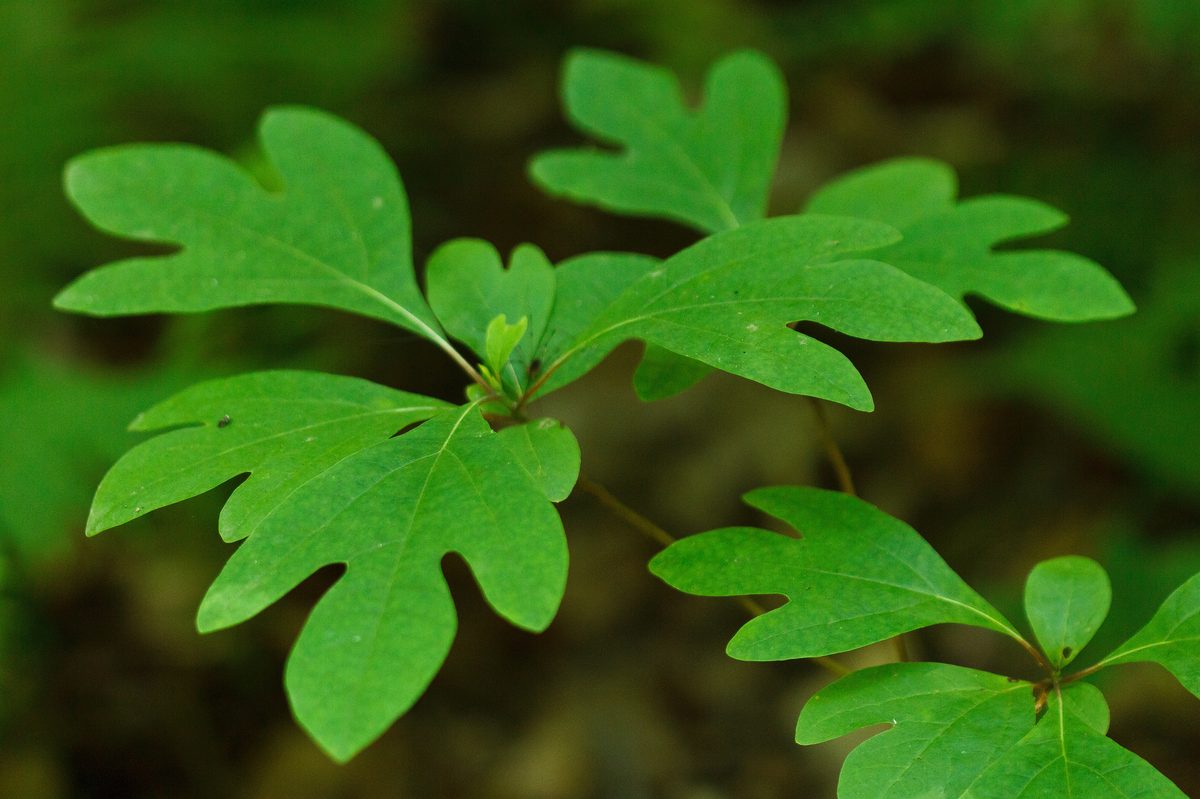 Sassafras