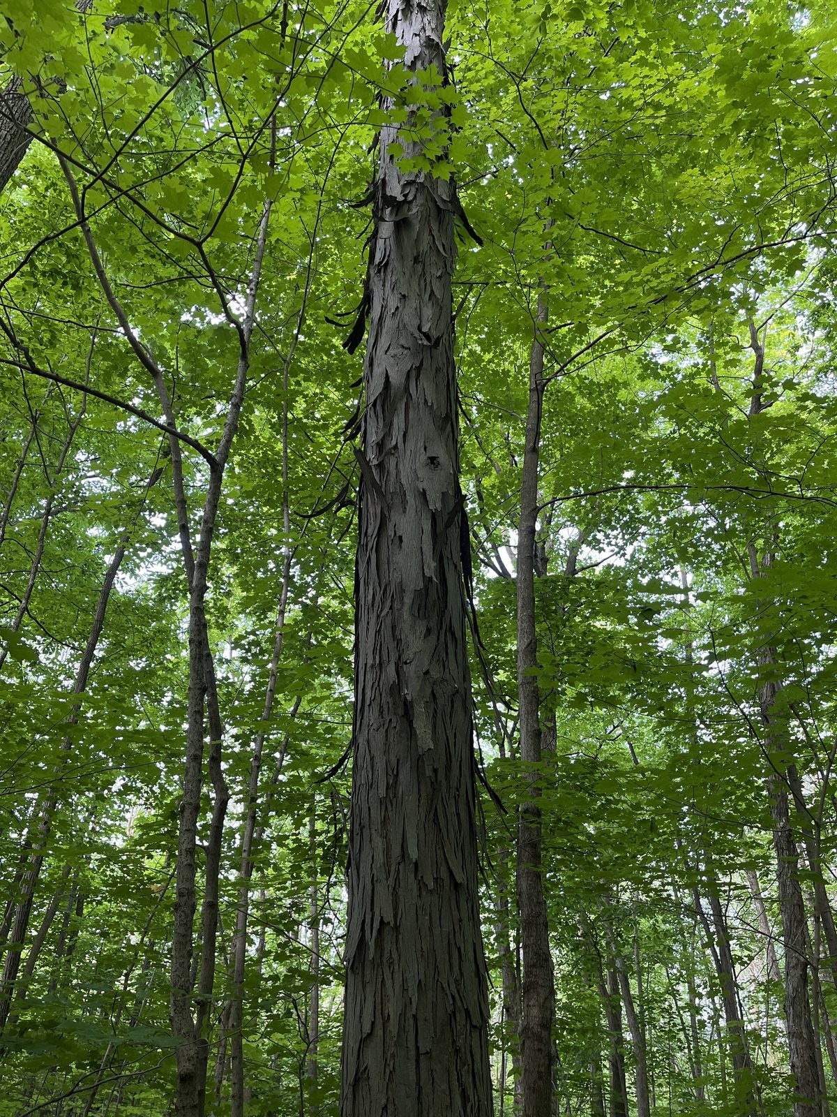 Shagbark Hickory