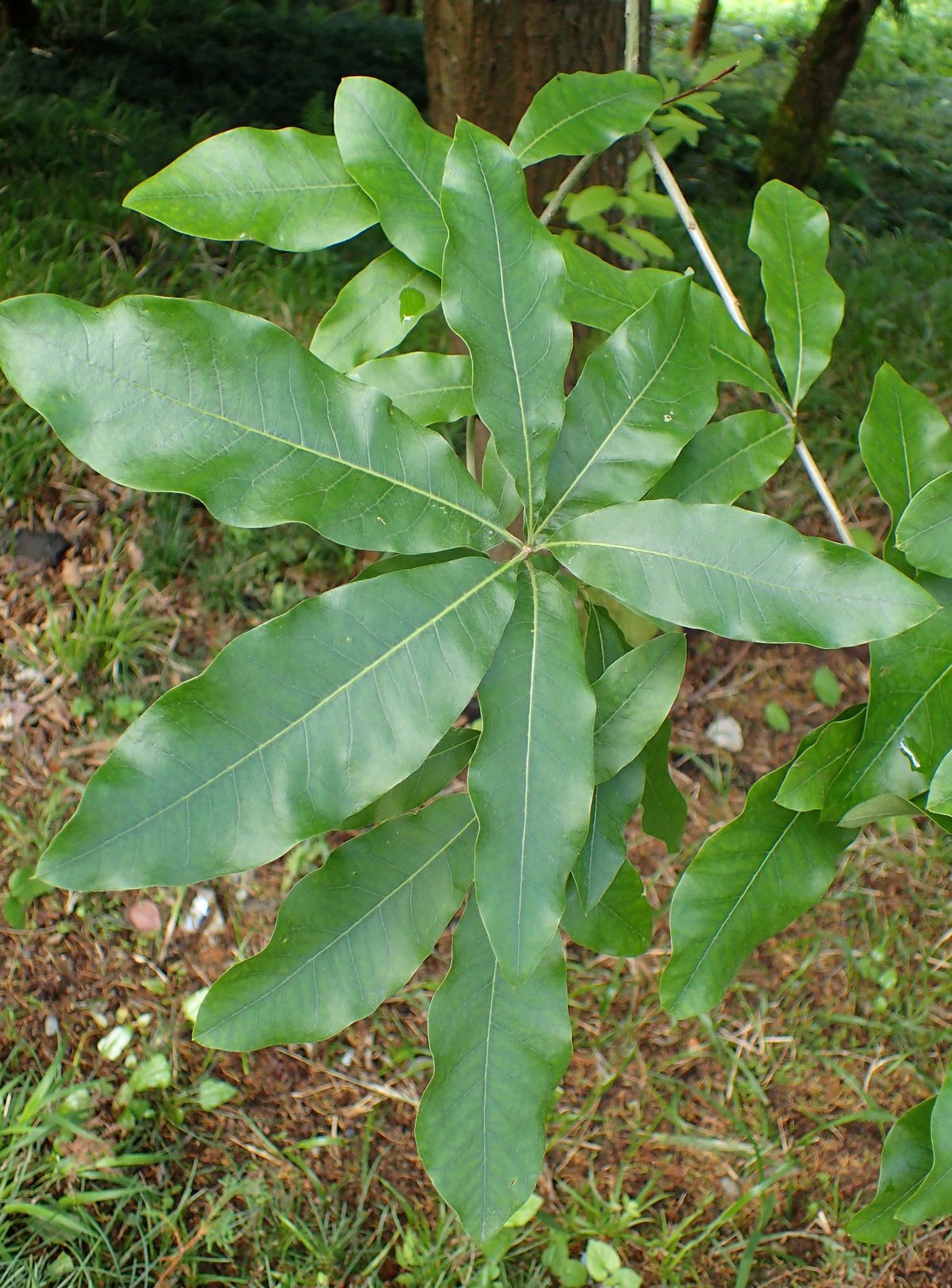 Shingle Oak