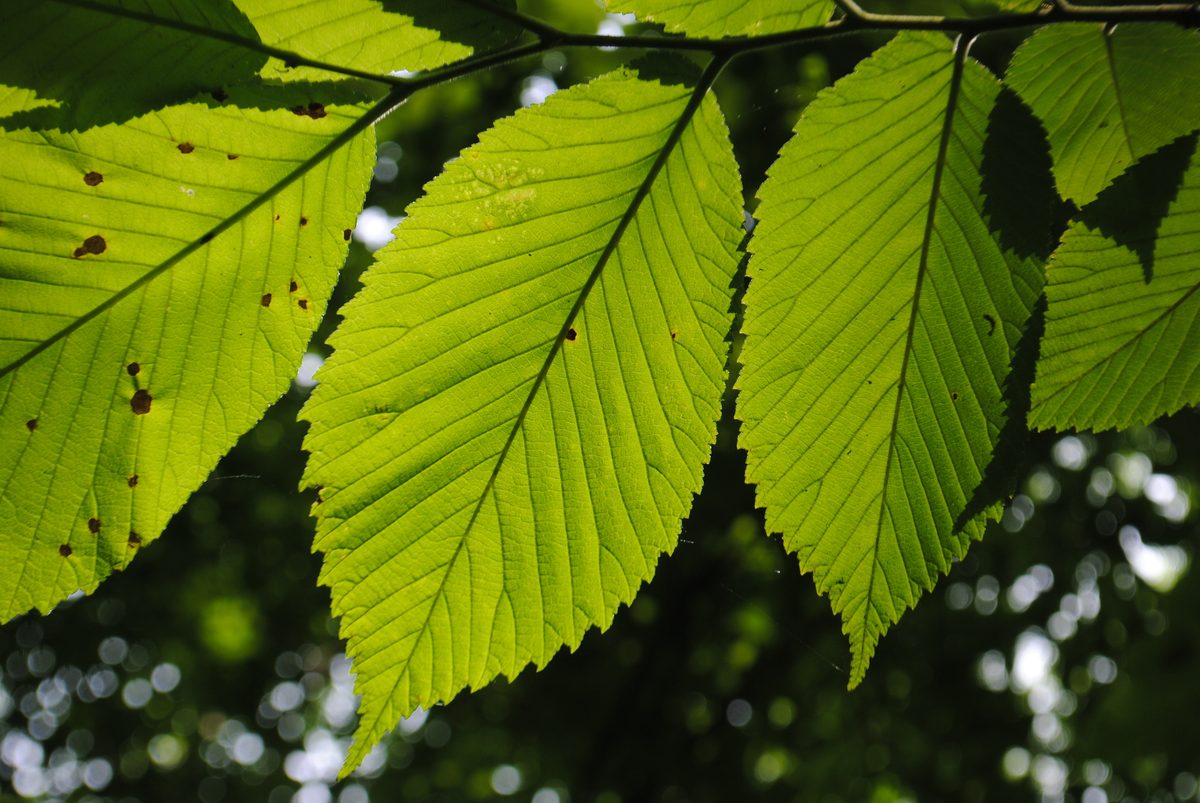 Slippery Elm