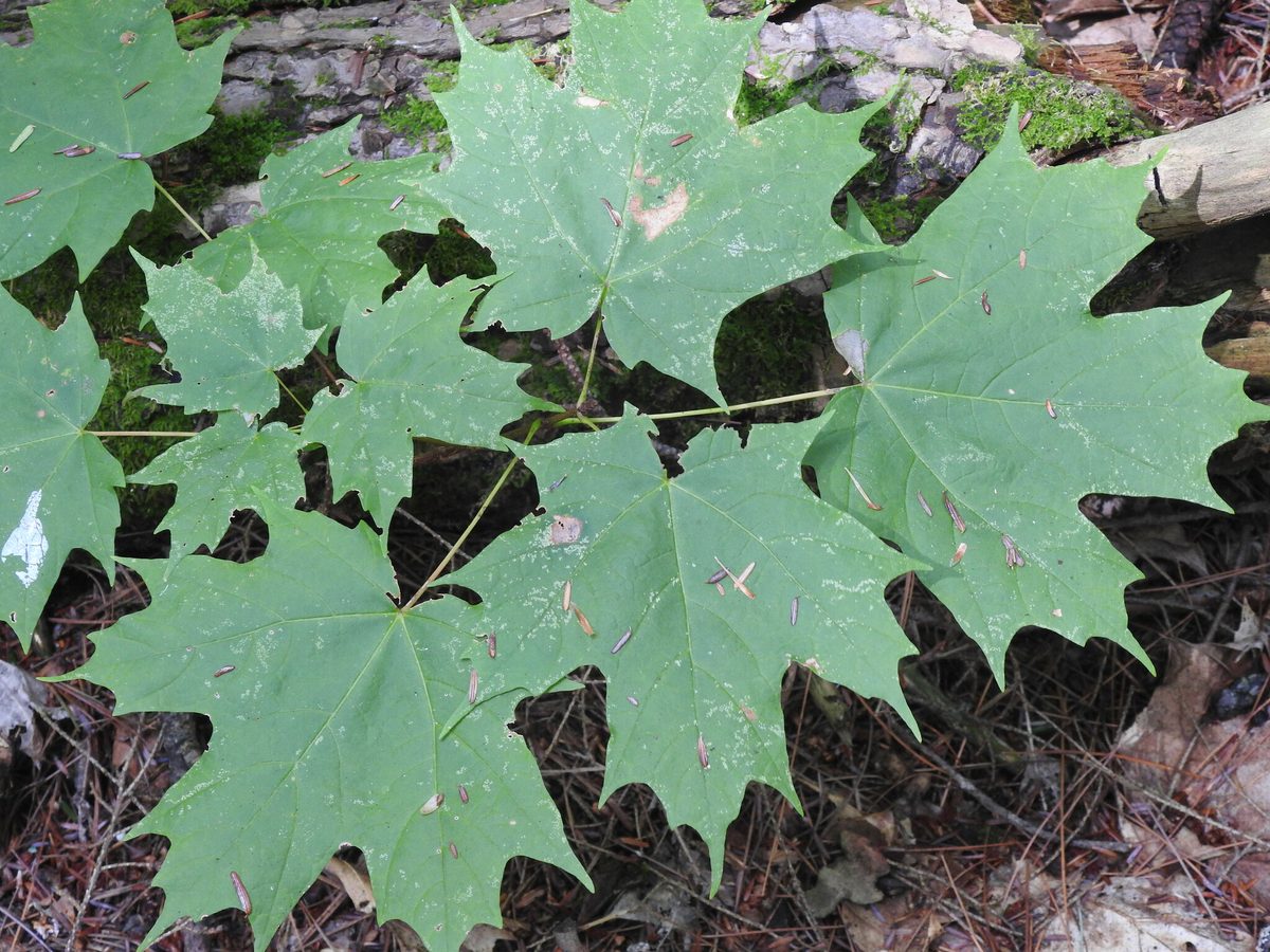 Sugar Maple