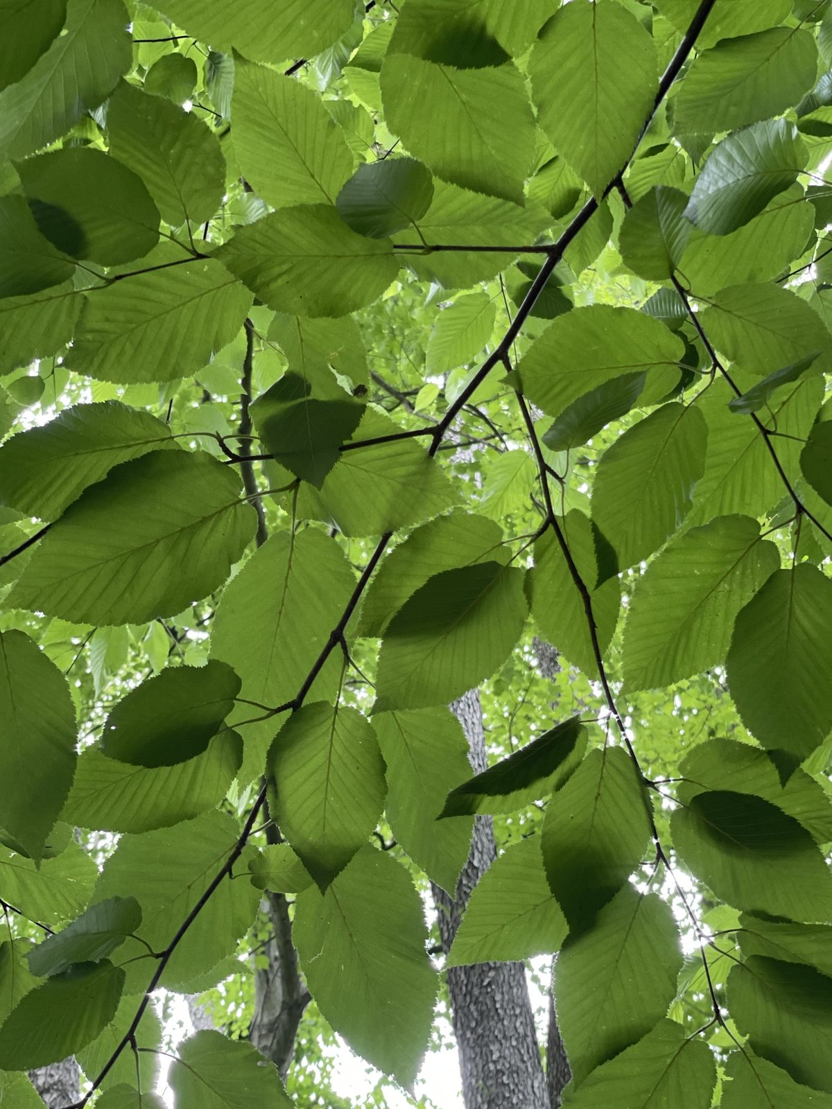 Sweet Birch