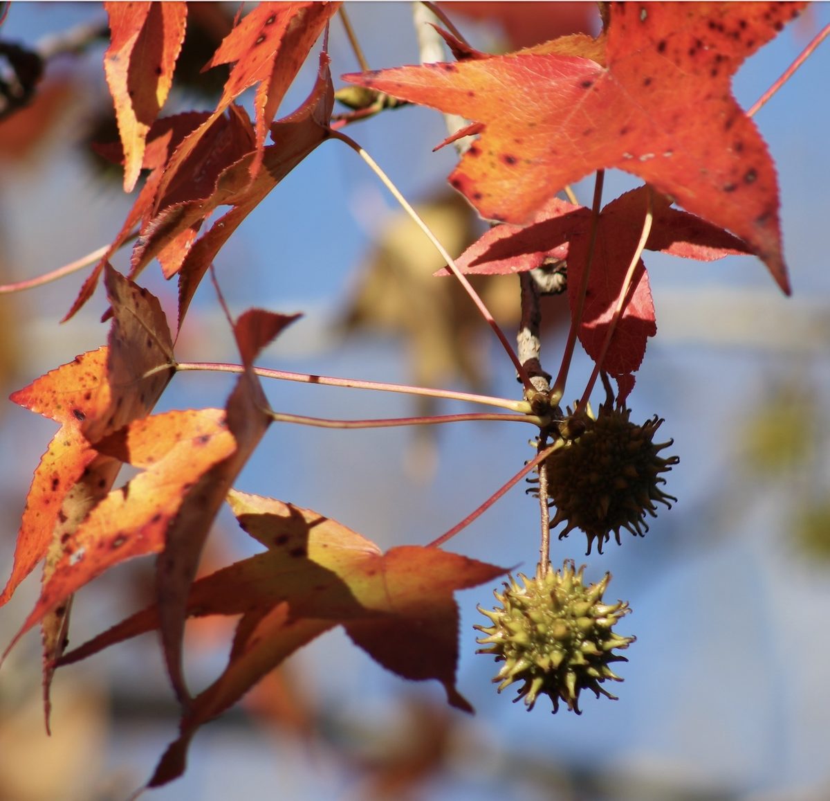 Sweet Gum