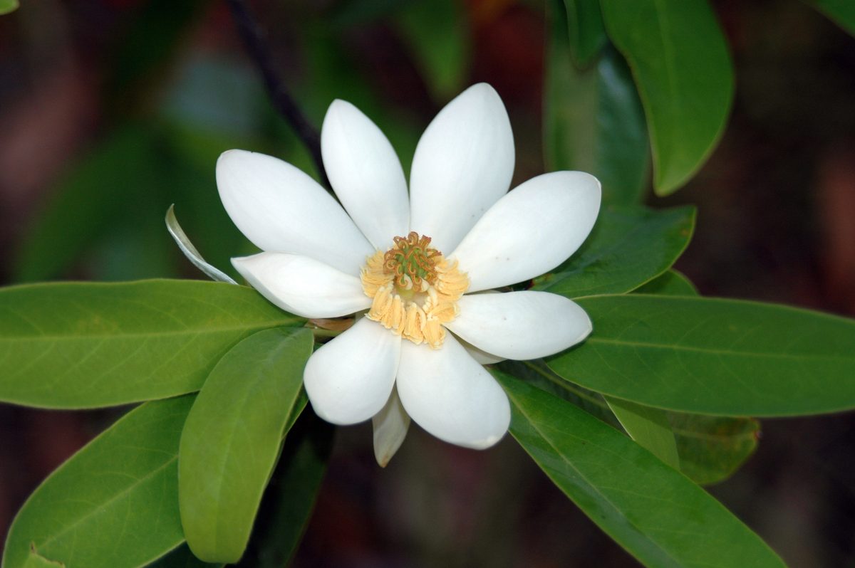Sweetbay Magnolia