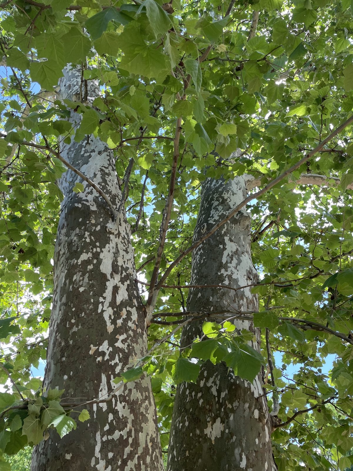 Sycamore