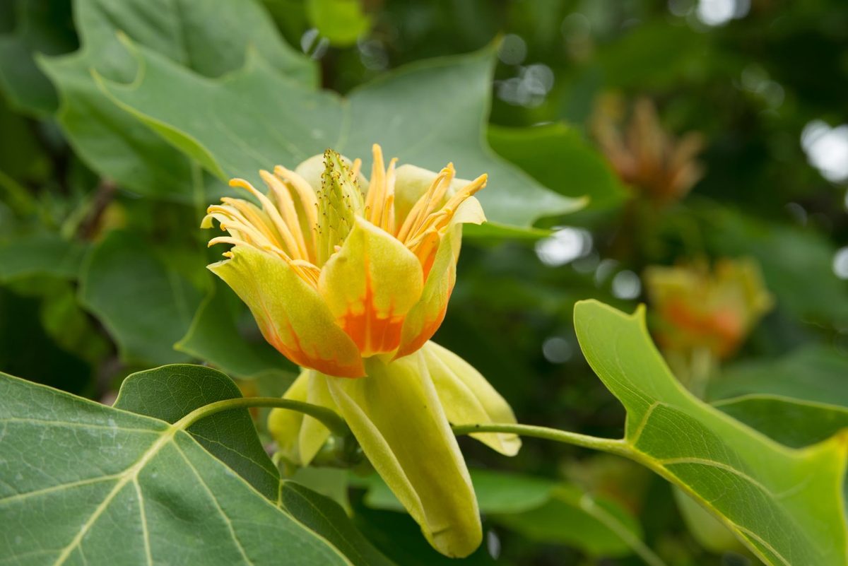 Tulip Poplar