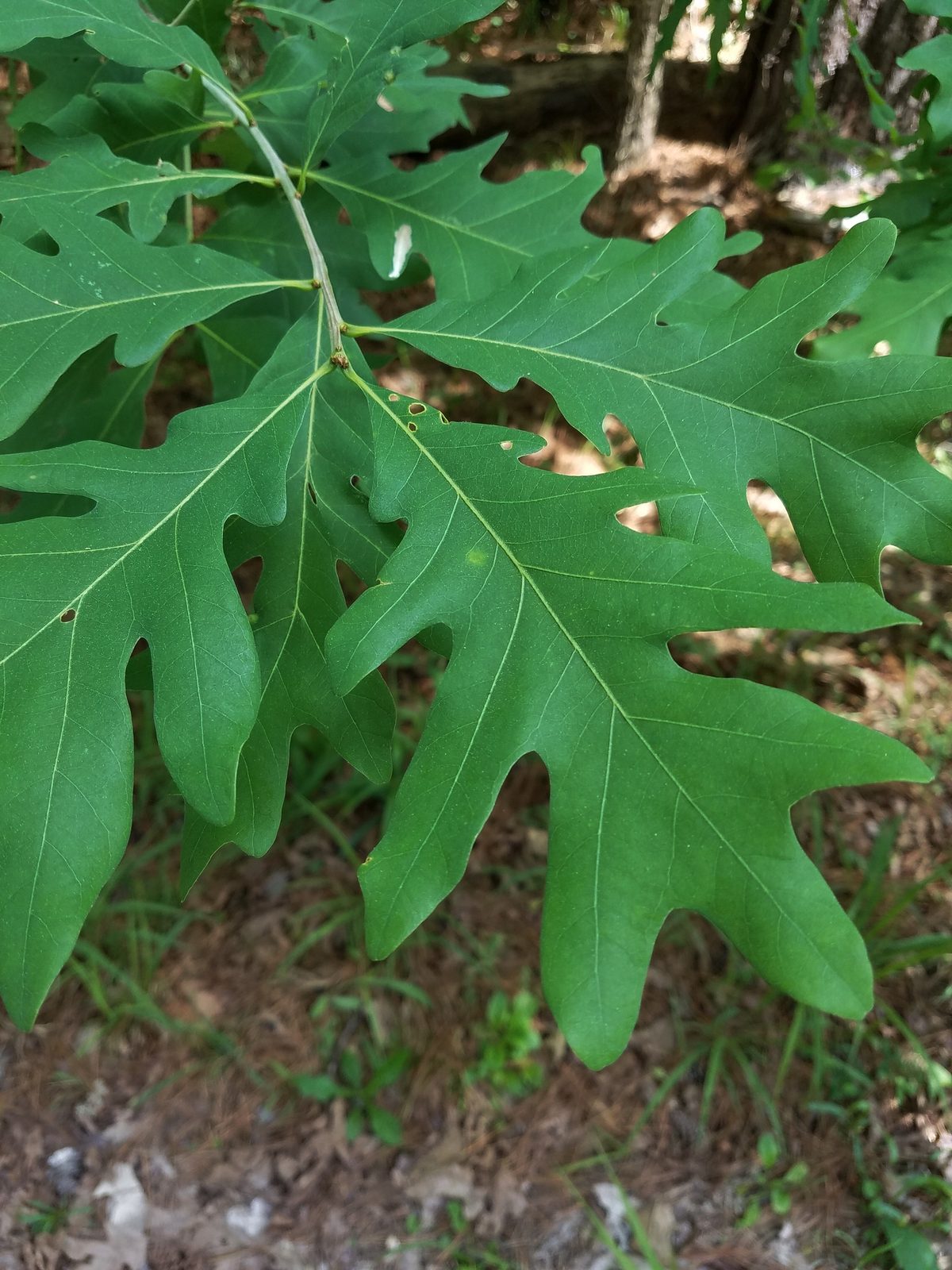 White Oak