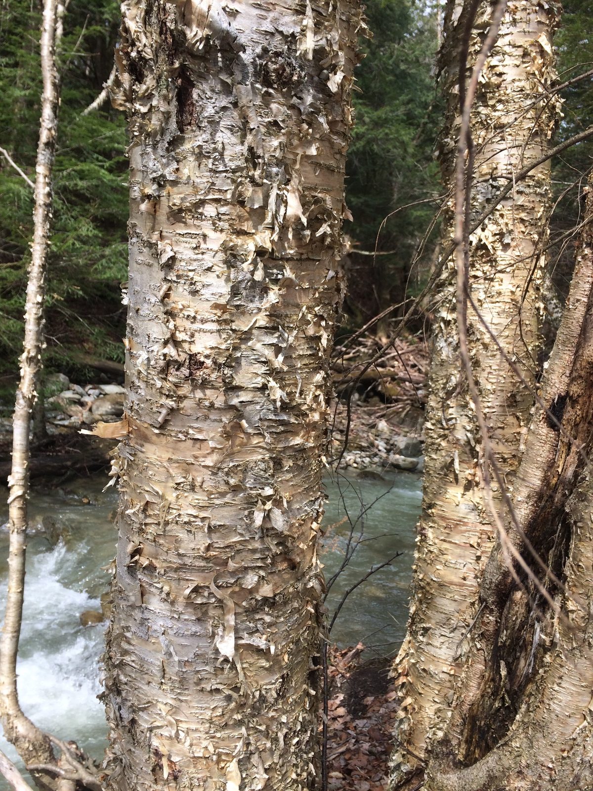 Yellow Birch