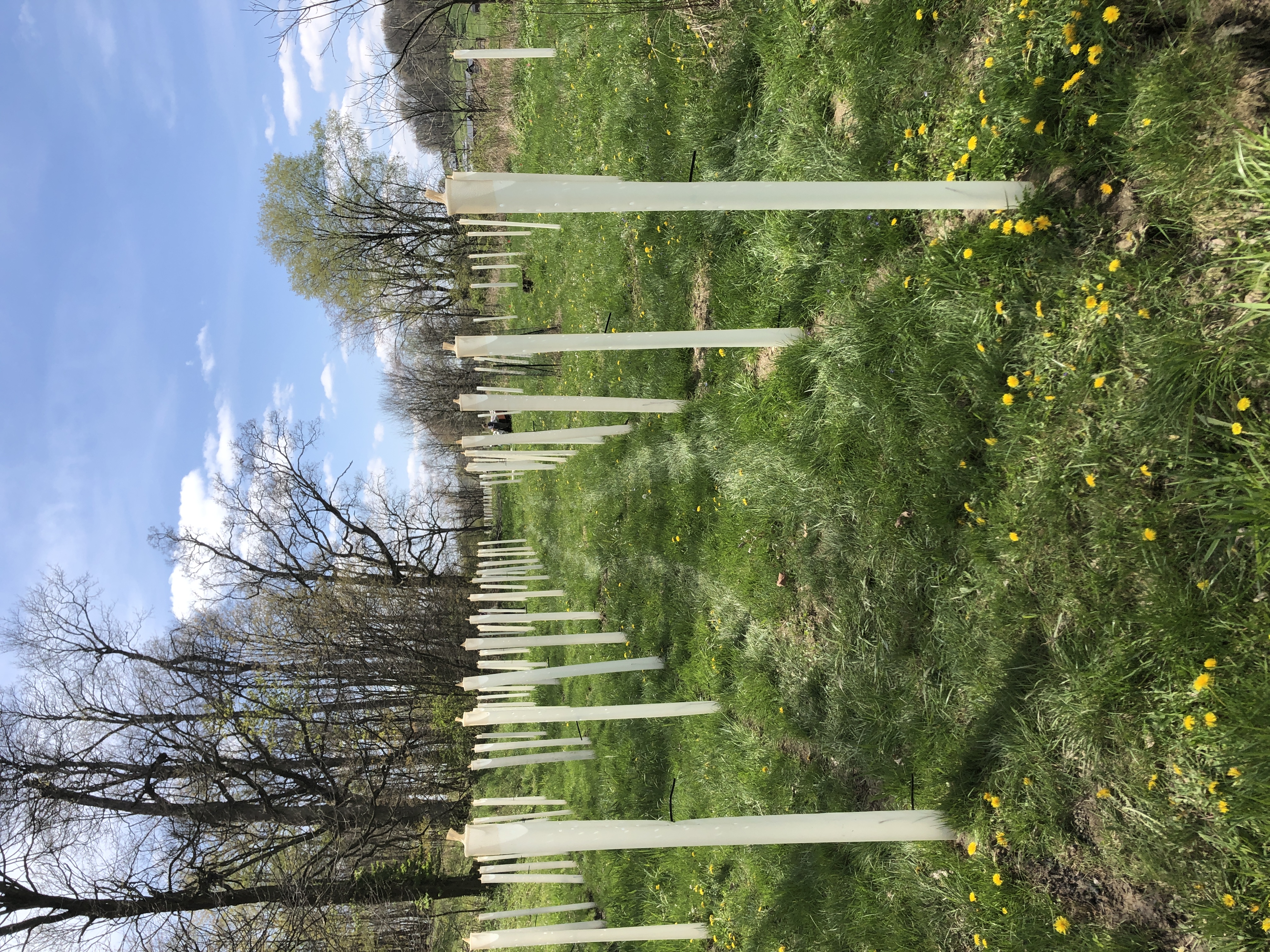 Tree protector installation 1