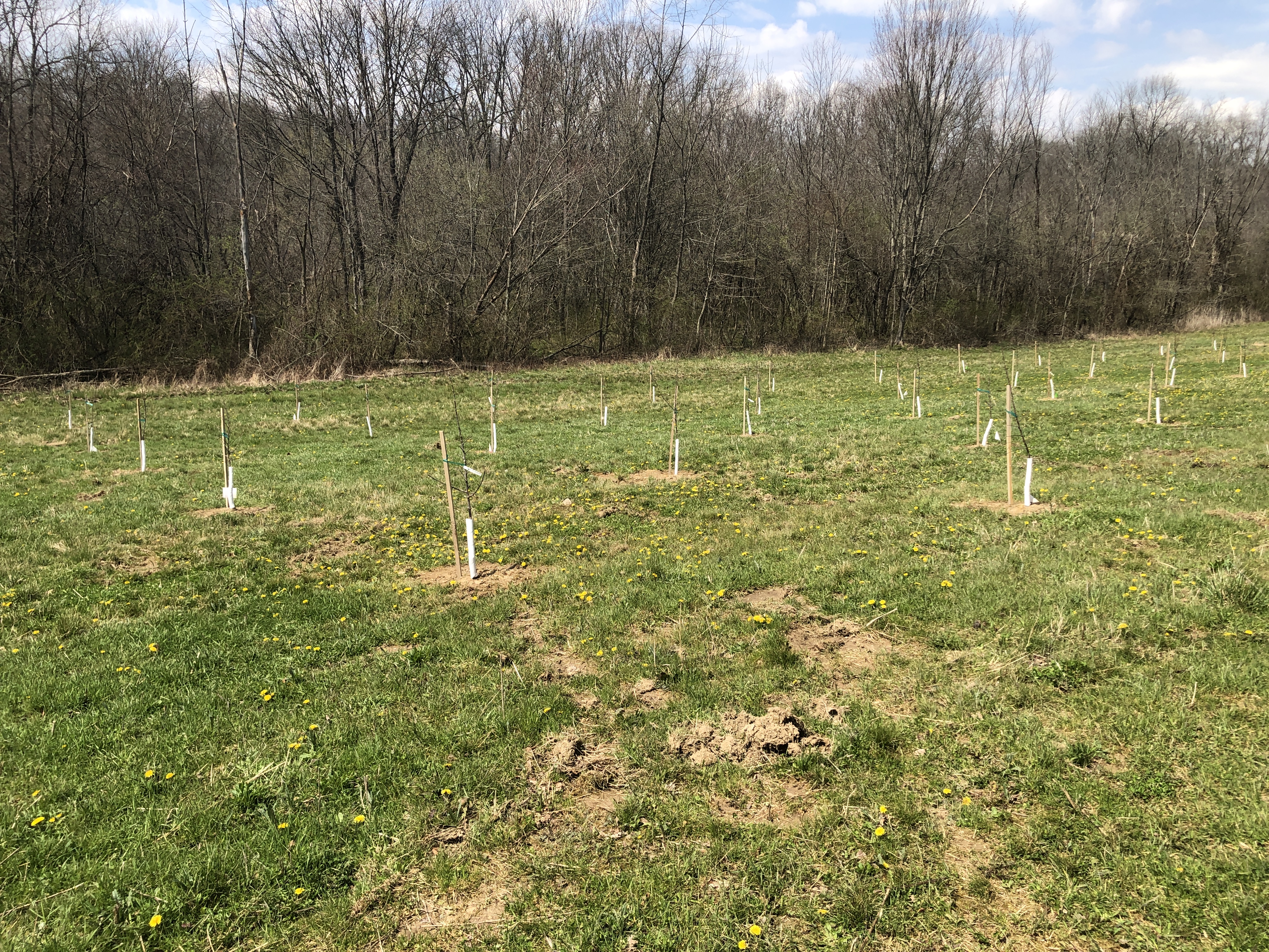 Tree protector installation 2