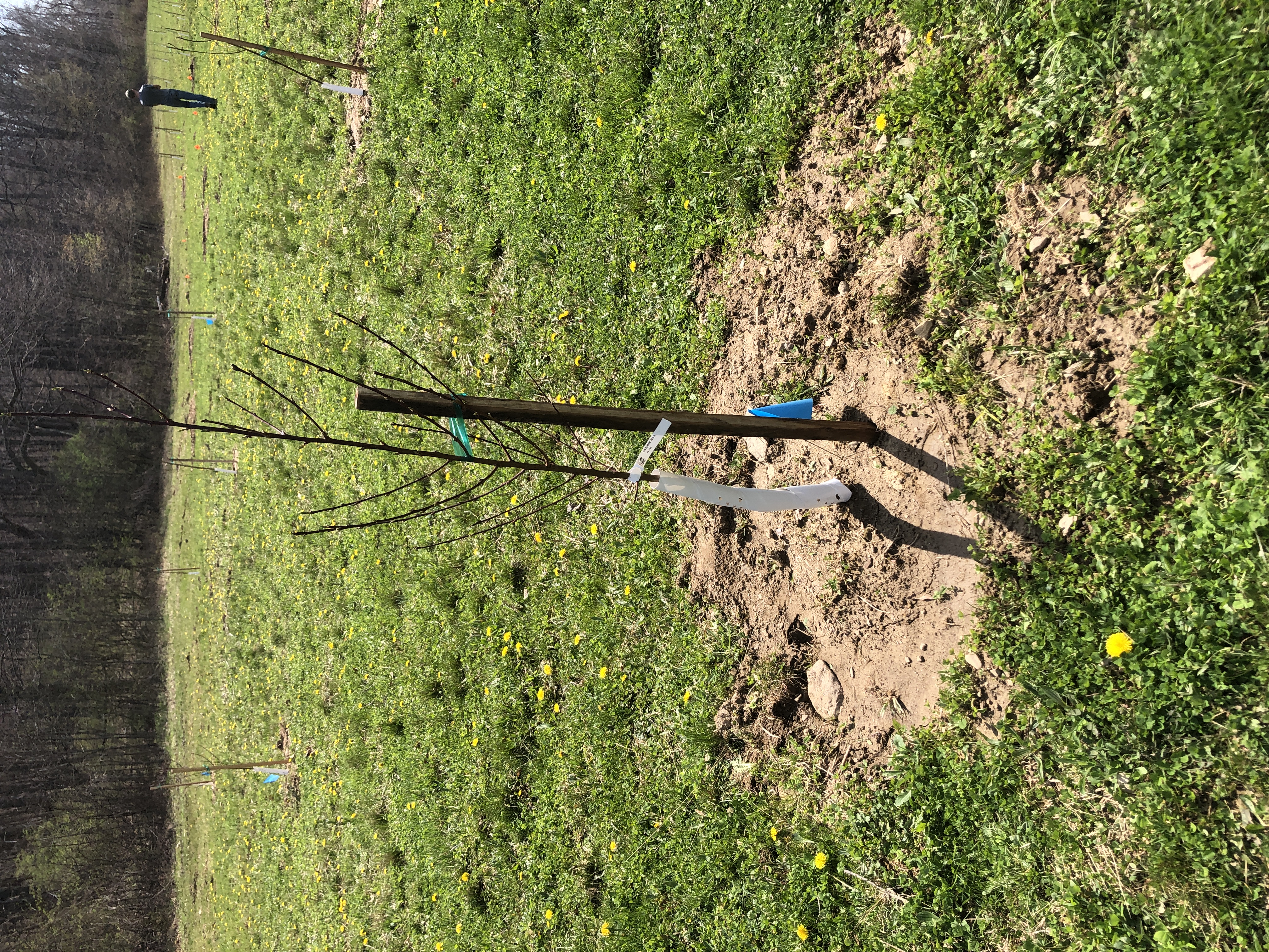 Tree protector installation 3