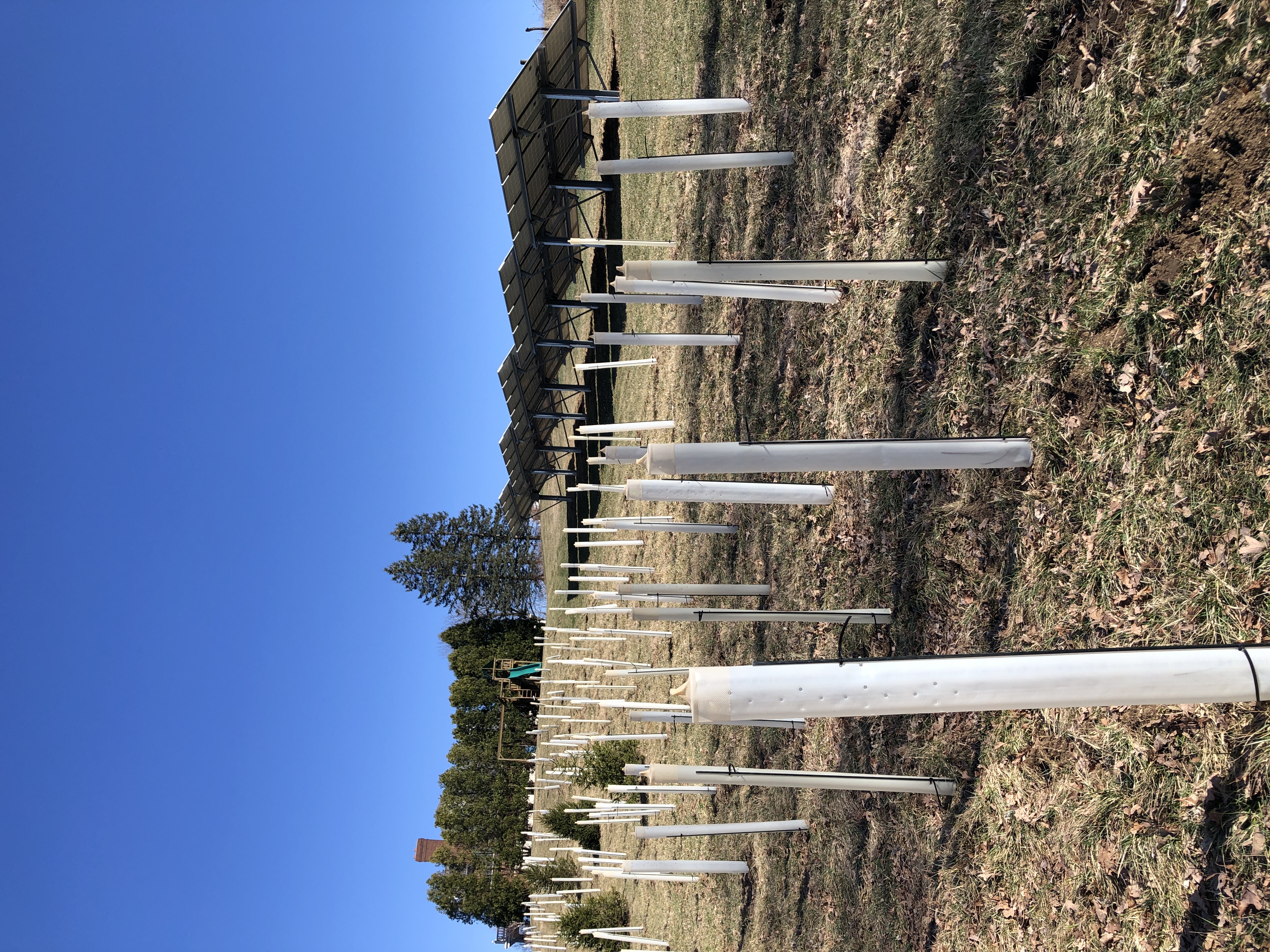 Tree protector installation 4